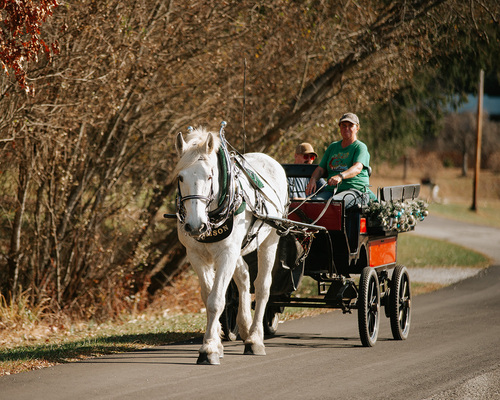 Magical Horse-Drawn Adventure with Carolina Horse and Carriage! poster